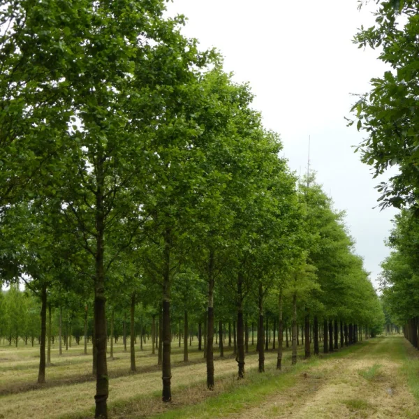 Alnus glutinosa 'Pyramidalis' – Alnus glutinosa 'Pyramidalis'