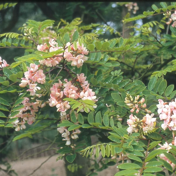 Robinia ×ambigua 'Bellarosea' – Robinia ×ambigua 'Bellarosea'