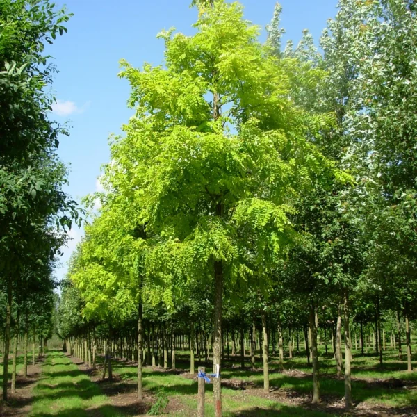 Robinia pseudoacacia 'Frisia' – Robinia pseudoacacia 'Frisia'