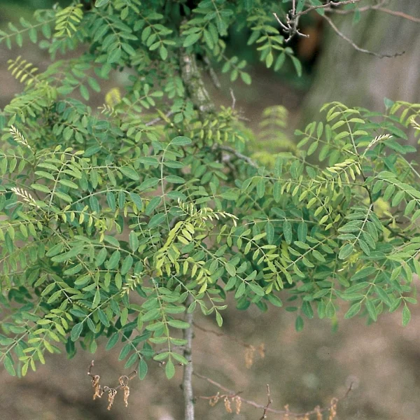 Robinia pseudoacacia 'Myrtifolia' – Robinia pseudoacacia 'Myrtifolia'
