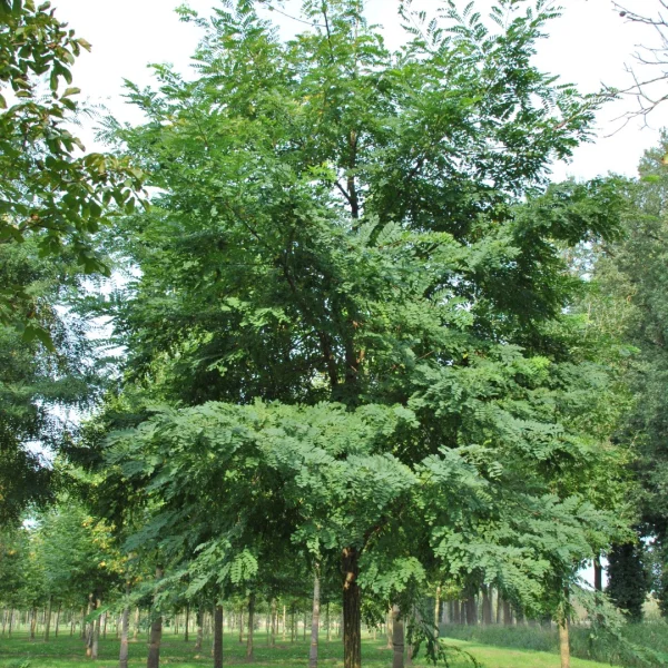 Robinia pseudoacacia 'Nyirségi' – Robinia pseudoacacia 'Nyirségi'