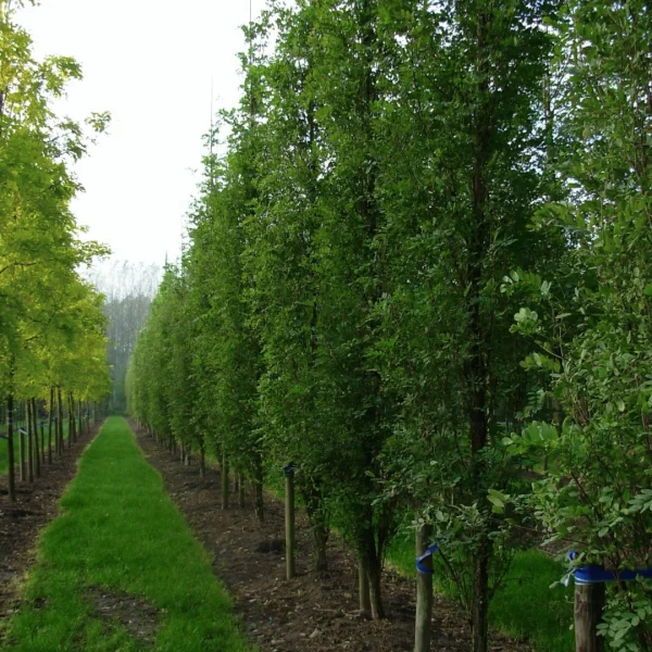 Robinia pseudoacacia 'Pyramidalis' – Robinia pseudoacacia 'Pyramidalis'