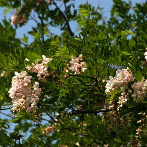 Robinia pseudoacacia 'Sandraudiga' – Robinia pseudoacacia 'Sandraudiga'