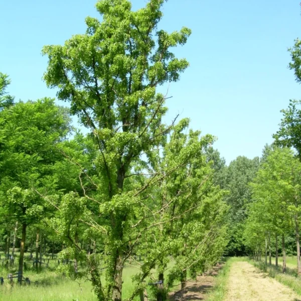 Robinia pseudoacacia 'Tortuosa' – Robinia pseudoacacia 'Tortuosa'