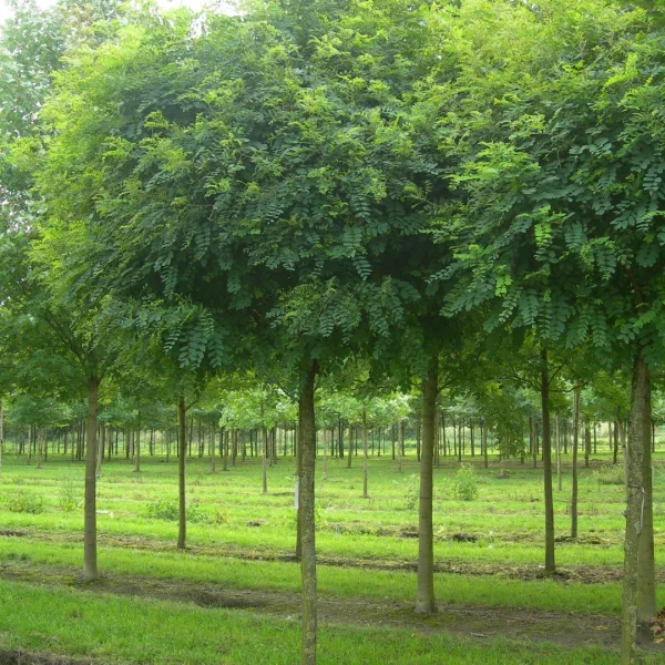 Robinia pseudoacacia 'Umbraculifera' – Robinia pseudoacacia 'Umbraculifera'