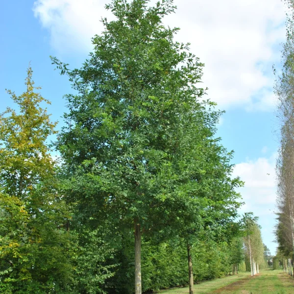 Robinia pseudoacacia 'Unifoliola' – Robinia pseudoacacia 'Unifoliola'