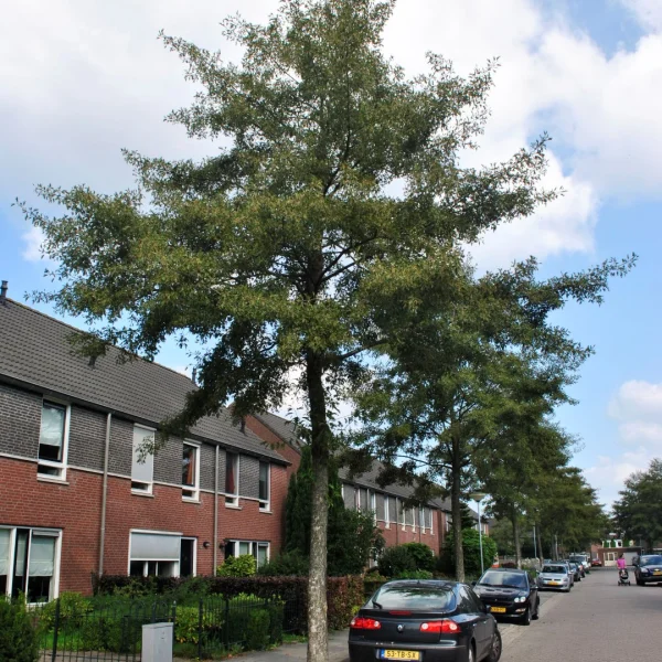 Alnus incana 'Laciniata' – Alnus incana 'Laciniata'