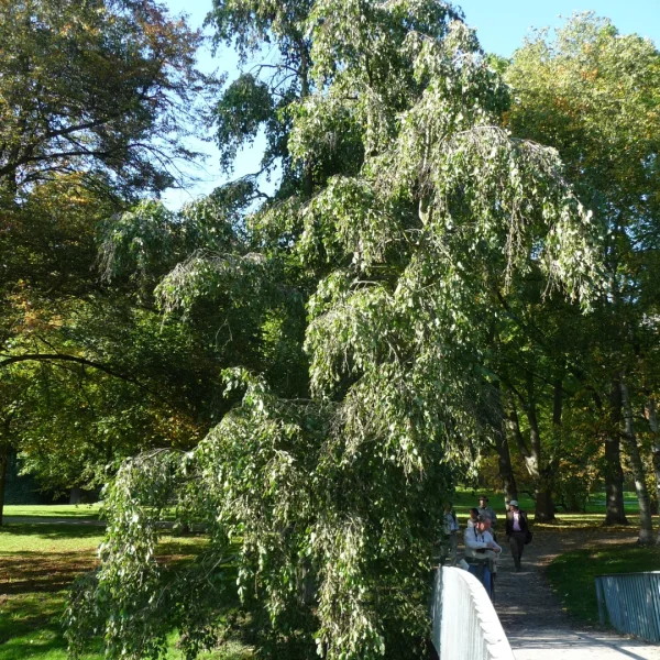 Alnus incana 'Pendula' – Alnus incana 'Pendula'