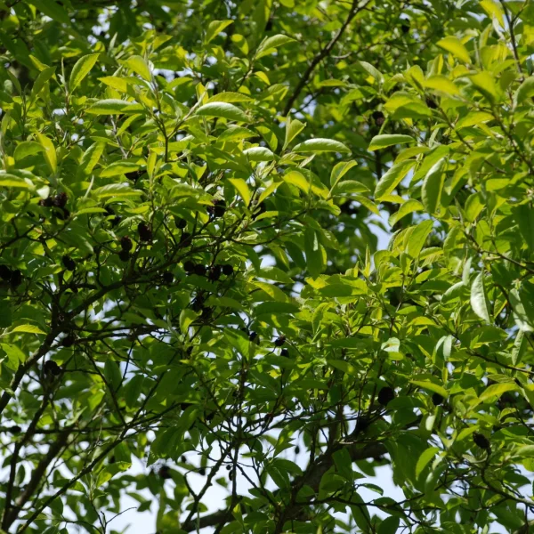 Alnus japonica – Alnus japonica