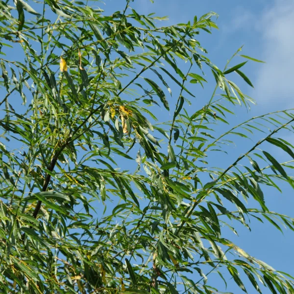 Salix acutifolia 'Pendulifolia' – Salix acutifolia 'Pendulifolia'