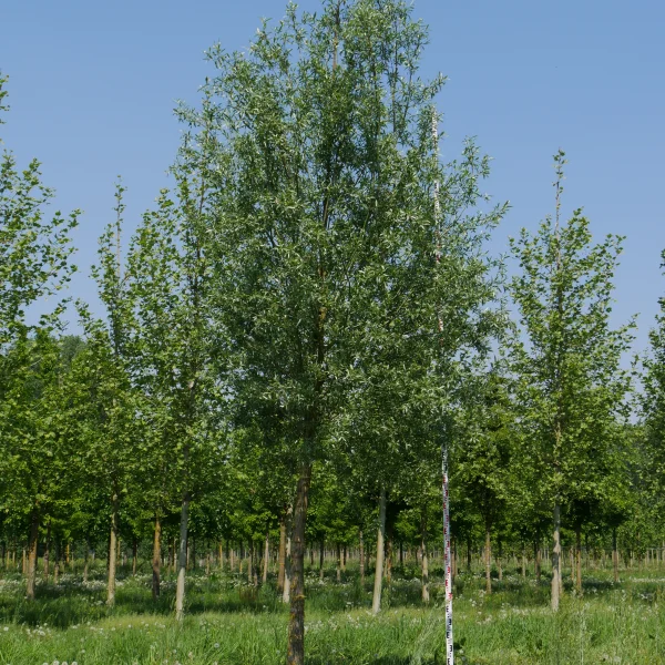 Salix alba 'Belders' – Salix alba 'Belders'