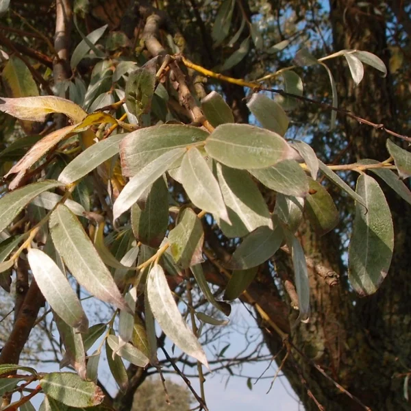 Salix alba 'Sericea' – Salix alba 'Sericea'