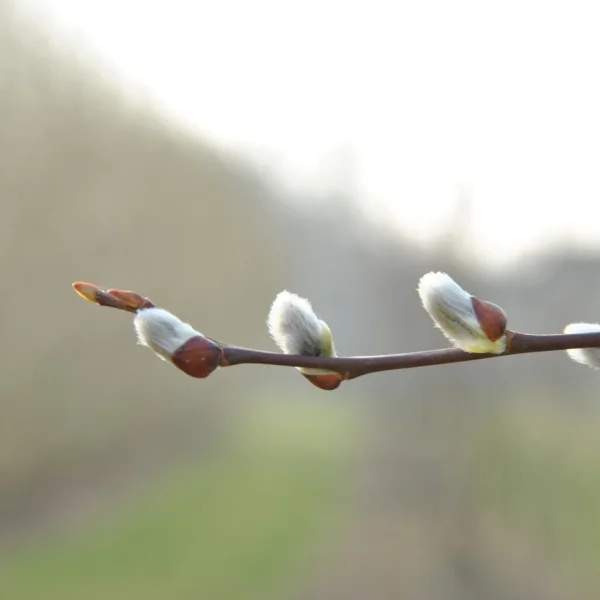 Salix caprea – Goat willow, Great willow, Pussy willow, Sallow willow