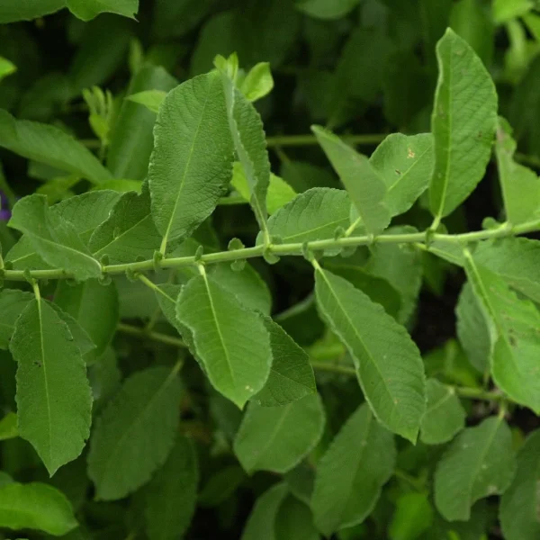 Salix cinerea – Grey willow, Grey sallow