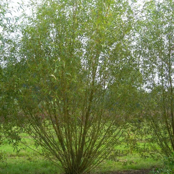 Salix viminalis – Salix viminalis