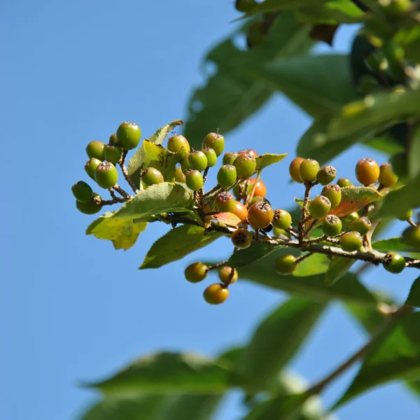 Amelanchier asiatica var. sinica – Amelanchier asiatica var. sinica