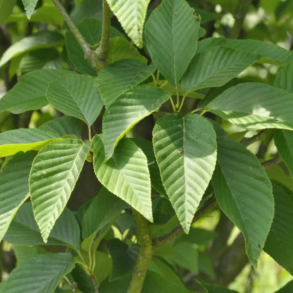 Sorbus alnifolia – Alder-leafed Whitebeam, Hornbeam mountain Ash, Atsuki pear