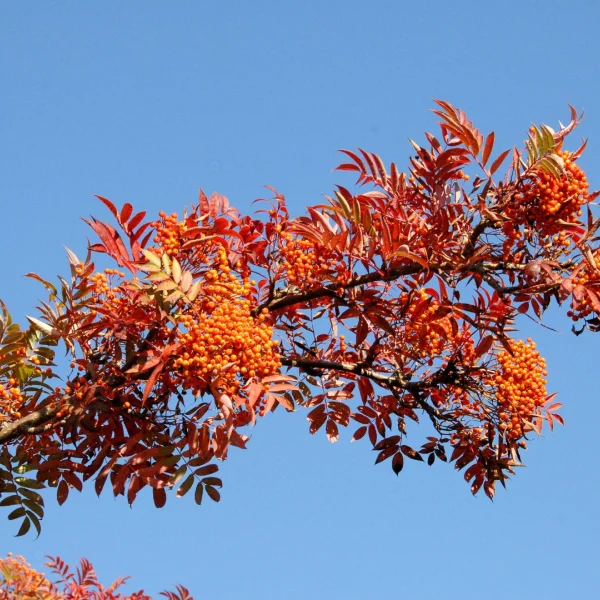 Sorbus americana – American mountain ash