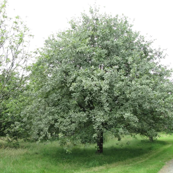 Sorbus aria – Whitebeam, Mountain ash, Chess apple