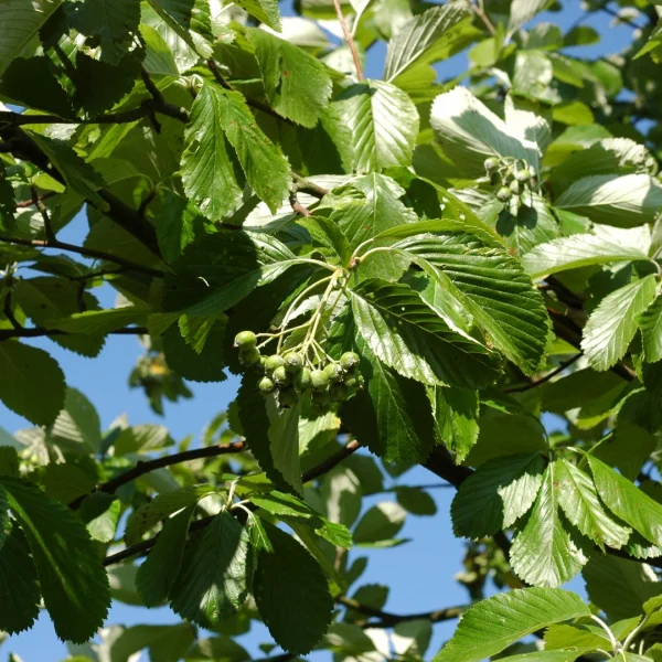 Sorbus aria 'Gigantea' – Sorbus aria 'Gigantea'