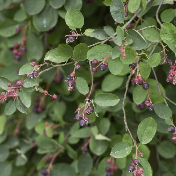Amelanchier spicata – Garden shadblow