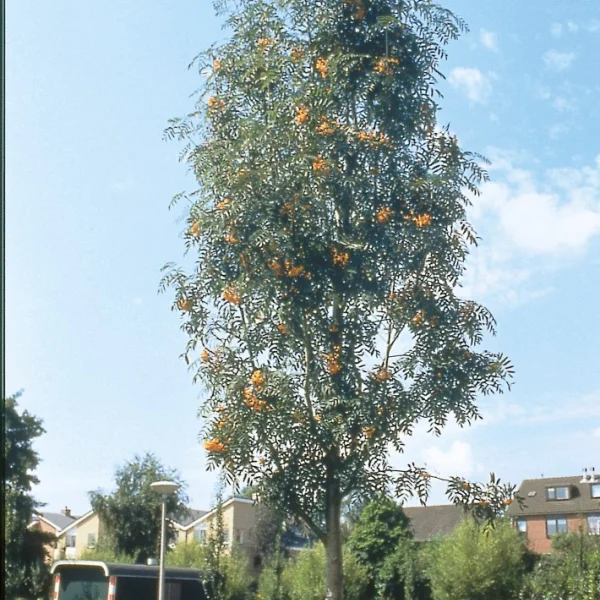 Sorbus ×arnoldiana 'Schouten' – Sorbus ×arnoldiana 'Schouten'