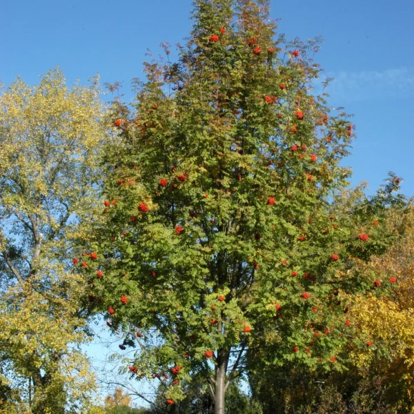 Sorbus aucuparia – Mountain ash, Rowan