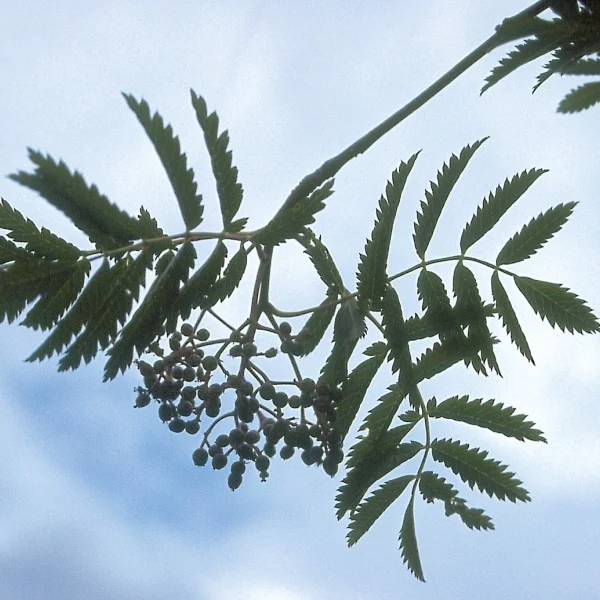 Sorbus aucuparia 'Aspleniifolia' – Sorbus aucuparia 'Aspleniifolia'