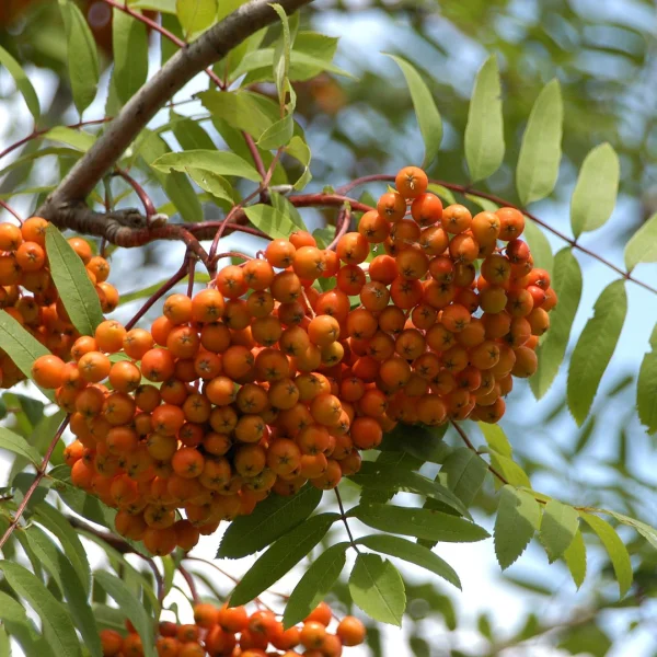 Sorbus aucuparia var. edulis – Sorbus aucuparia var. edulis