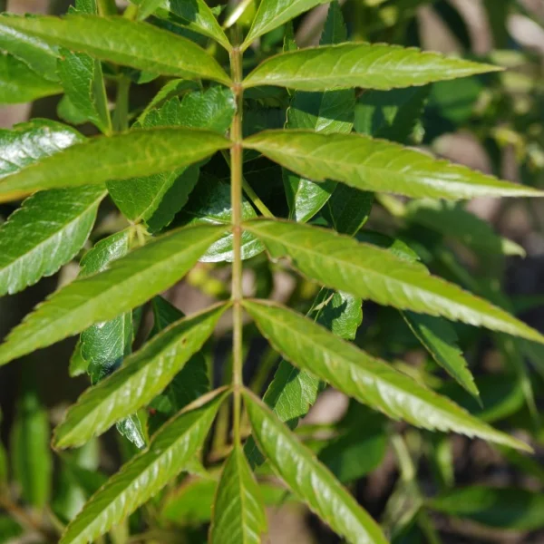Sorbus aucuparia 'Fingerprint' – Sorbus aucuparia 'Fingerprint'