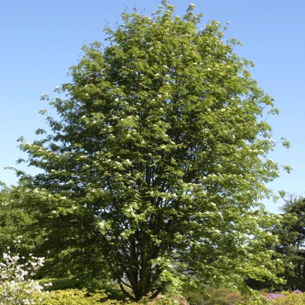 Sorbus commixta – Japanese rowan
