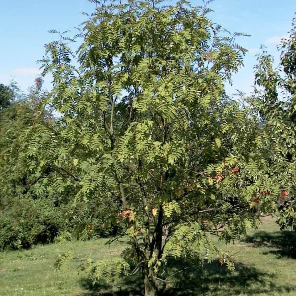 Sorbus decora – American mountain ash