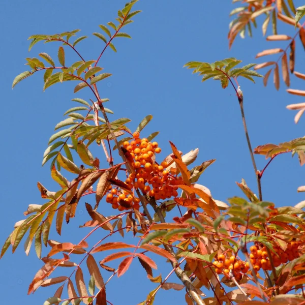 Sorbus discolor – Sorbus discolor