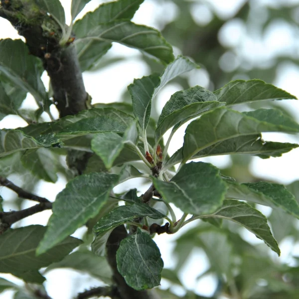 Sorbus folgneri 'Lemon Drop' – Sorbus folgneri 'Lemon Drop'