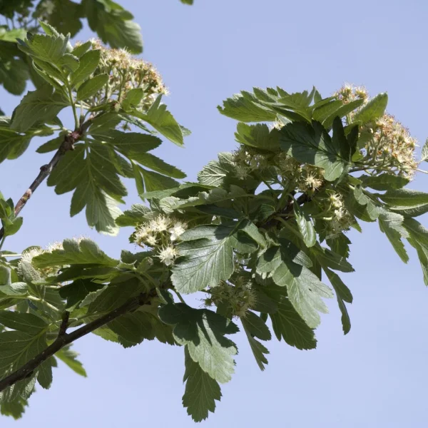 Sorbus hybrida 'Gibbsii' – Bastard service tree