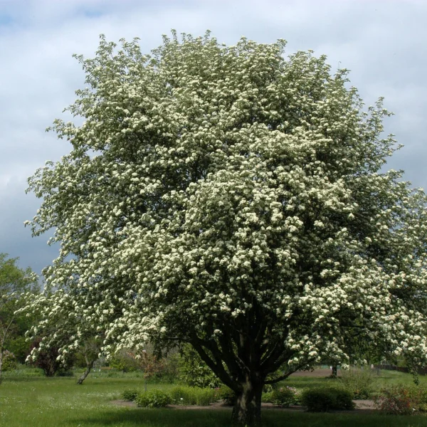 Sorbus intermedia – Swedish whitebeam