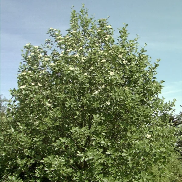 Sorbus latifolia – Service tree of Fountainebleau