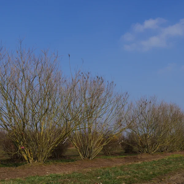 Amorpha canescens – Amorpha canescens