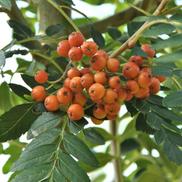 Sorbus 'Astrid' – Sorbus 'Astrid'