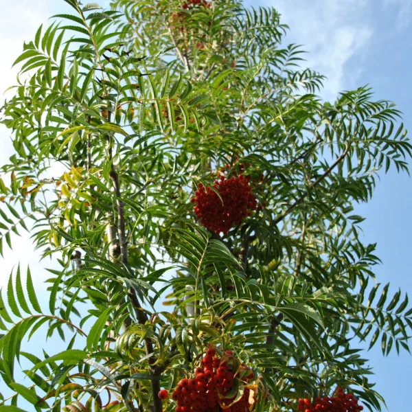 Sorbus 'Dodong' – Sorbus 'Dodong'