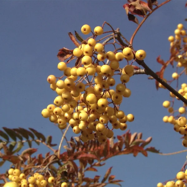 Sorbus 'Joseph Rock' – Sorbus 'Joseph Rock'