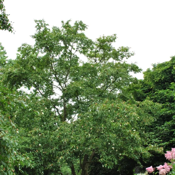 Stewartia pseudocamellia 'Koreana' – Korean Stewartia