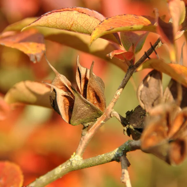 Stewartia rostrata – Stewartia rostrata
