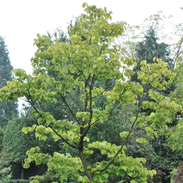 Styrax obassia – Big-leaved Storax, Fragrant snowbell