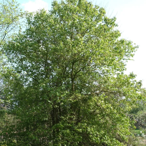 Syringa pekinensis – Syringa pekinensis
