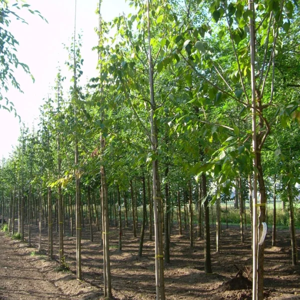 Syringa pekinensis 'Zang Zhiming' – Syringa pekinensis 'Zang Zhiming'