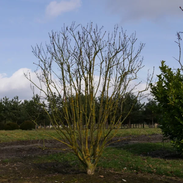 Syringa vulgaris 'Michel Buchner' – Syringa vulgaris 'Michel Buchner'