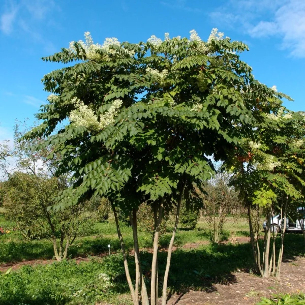 Aralia elata – Aralia elata