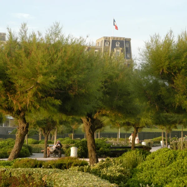 Tamarix ramosissima 'Pink Cascade' – Tamarix ramosissima 'Pink Cascade'