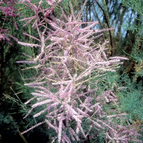 Tamarix tetrandra – Tamarix tetrandra